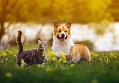 Cat and Dog microchipping at Eastcott vets in Swindon