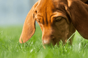 Springtime Allergies in Pets: Symptoms and Treatments