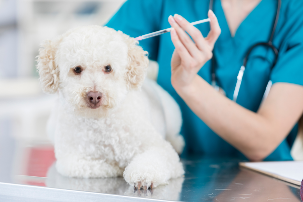 A dog receiving dog vaccinations in Swindon