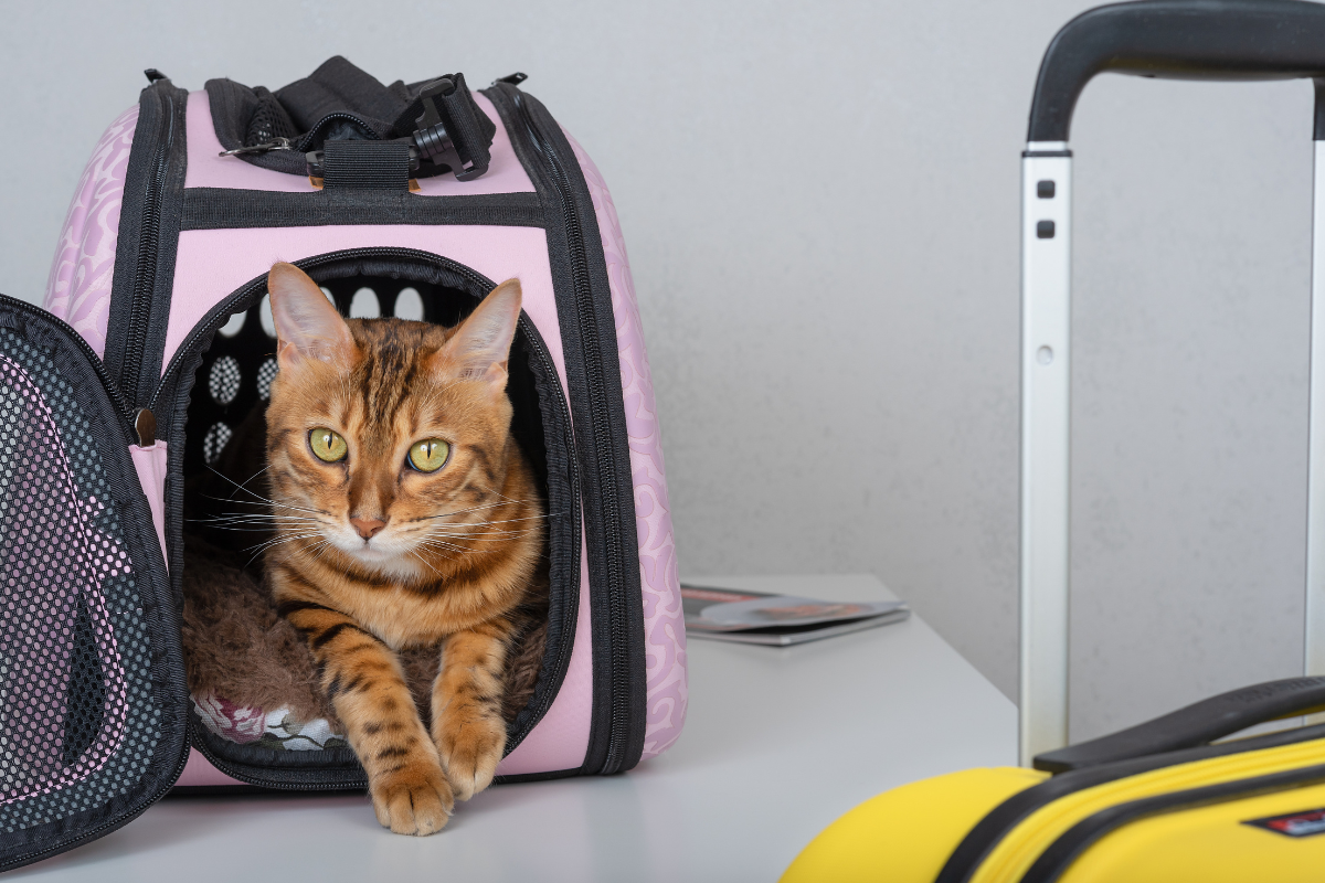 A cat after receiving an Animal Health Certificate in Swindon at Eastcott Vets
