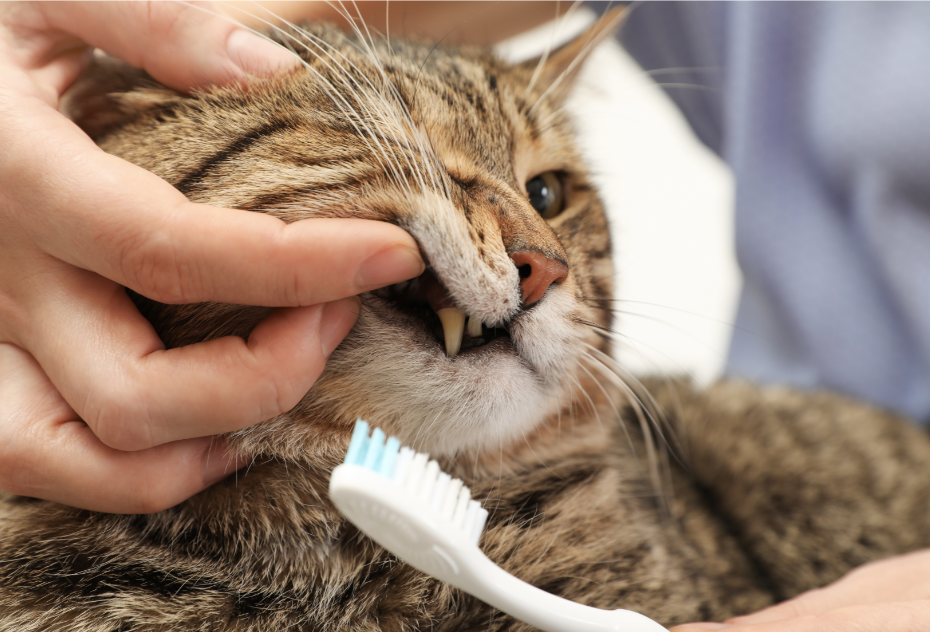 A cat dental care appointment at Eastcott Vets
