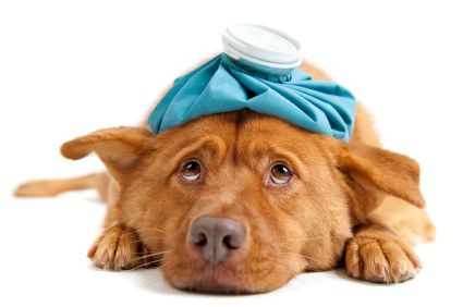 dog with headache