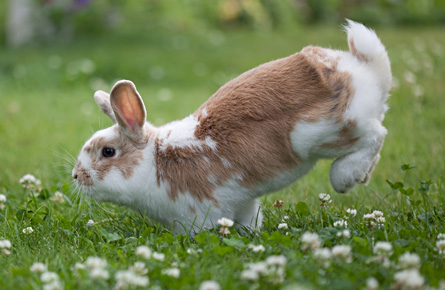 A bunny after receiving rabbit spay and neutering in Swindon at Eastcott Vets