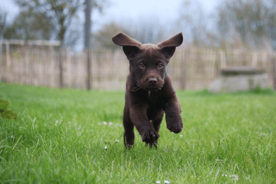 free puppy club in swindon at eastcott vets