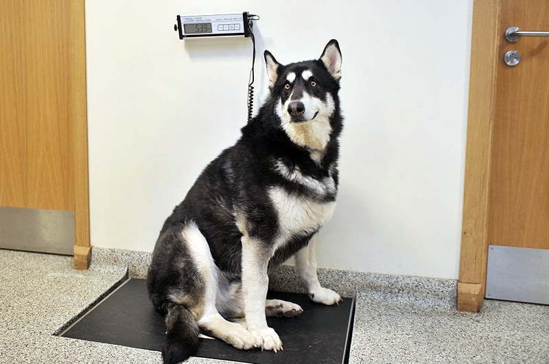 vets-waiting-area-scales
