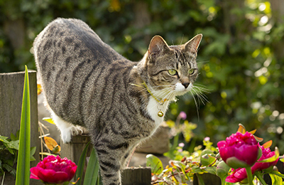 how to protect your pets from lily poisoning at Eastcott Vets