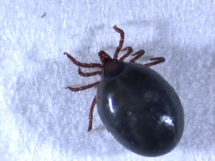 Engorged tick