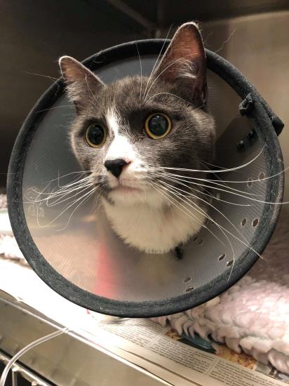 Cat after hairbands removed surgically