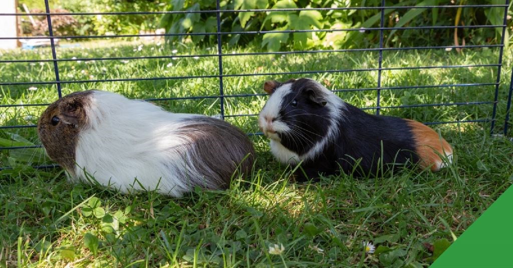 Heat Awareness for Animals in Hutches