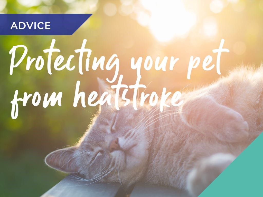 Protect your pets from sun