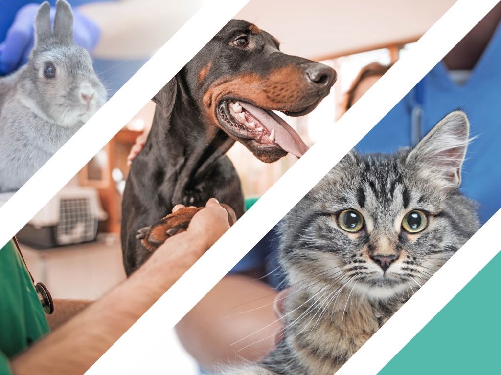 Celebrate our amazing team with us this World Veterinary Day!