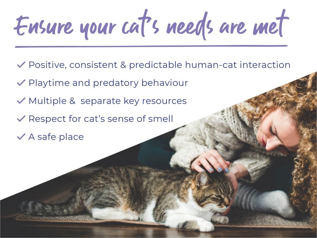Feline Considerations during Covid 19 An owner's guide