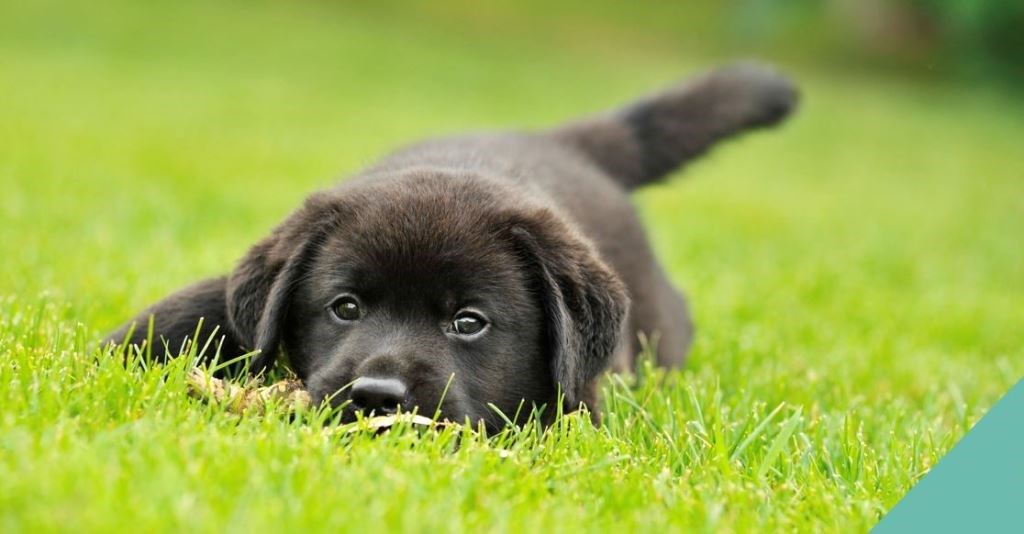 Grass seeds and freshly cut grass hazards