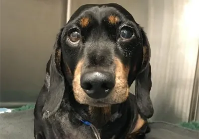 The importance of pet blood donors - Heidi's story