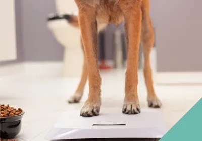 How to ensure your dog is a healthy weight
