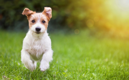 Protect your dog against kennel cough