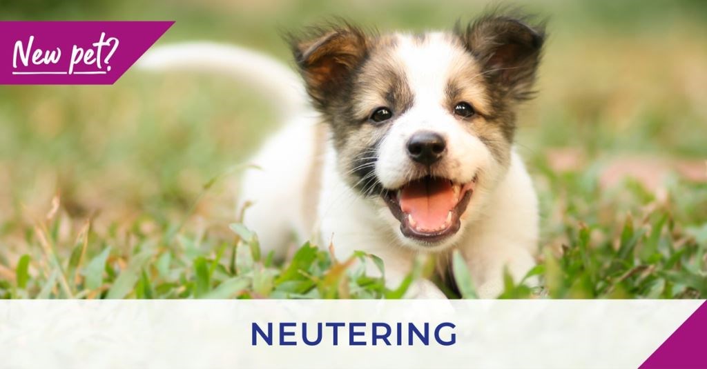 Neutering puppies and kittens