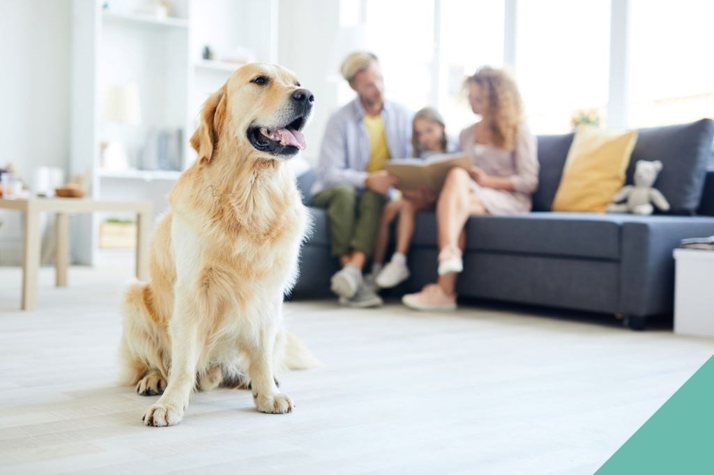 Preparing your pet for home life changes
