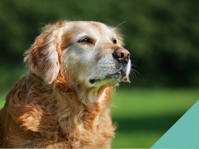 Senior pet? Help them live happier and healthier lives in their later years