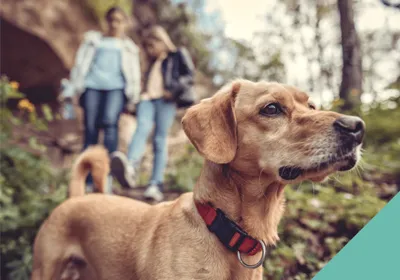 Taking your dog out in public