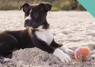 Going to the beach with your dog this summer? 