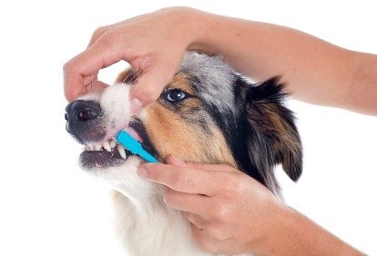 Tooth Brushing Guide for Small Animals