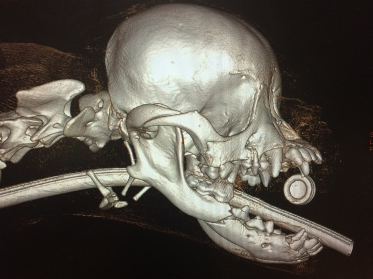 Eastcott referrals jaw fracture repair CT