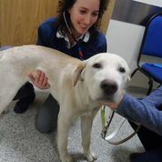 Edison Guide Dog puppy being checked by vet