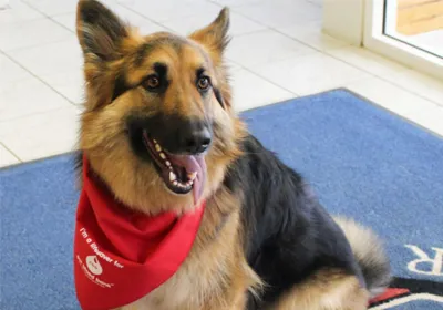 Our next Pet Blood Bank session is on Sunday 6th June