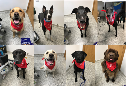 Pet Blood Bank donation session - Sunday 21st March 