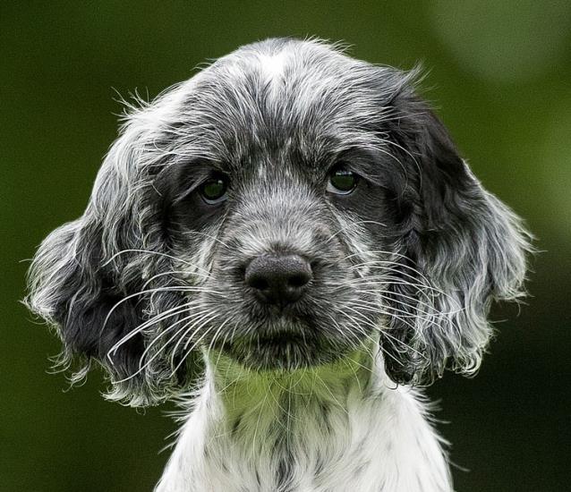 Libby the Eastcott Sponsored Puppy