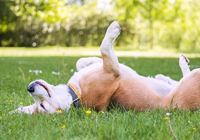 summer safety tips for pets at Eastcott vets