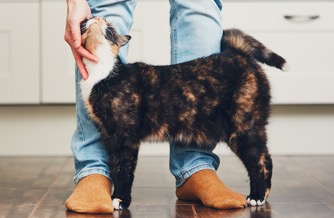 Looking after your pet’s mental health