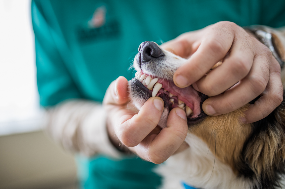 A vet from Eastcott Vets examining a dog's mouth at their dog dental care appointment