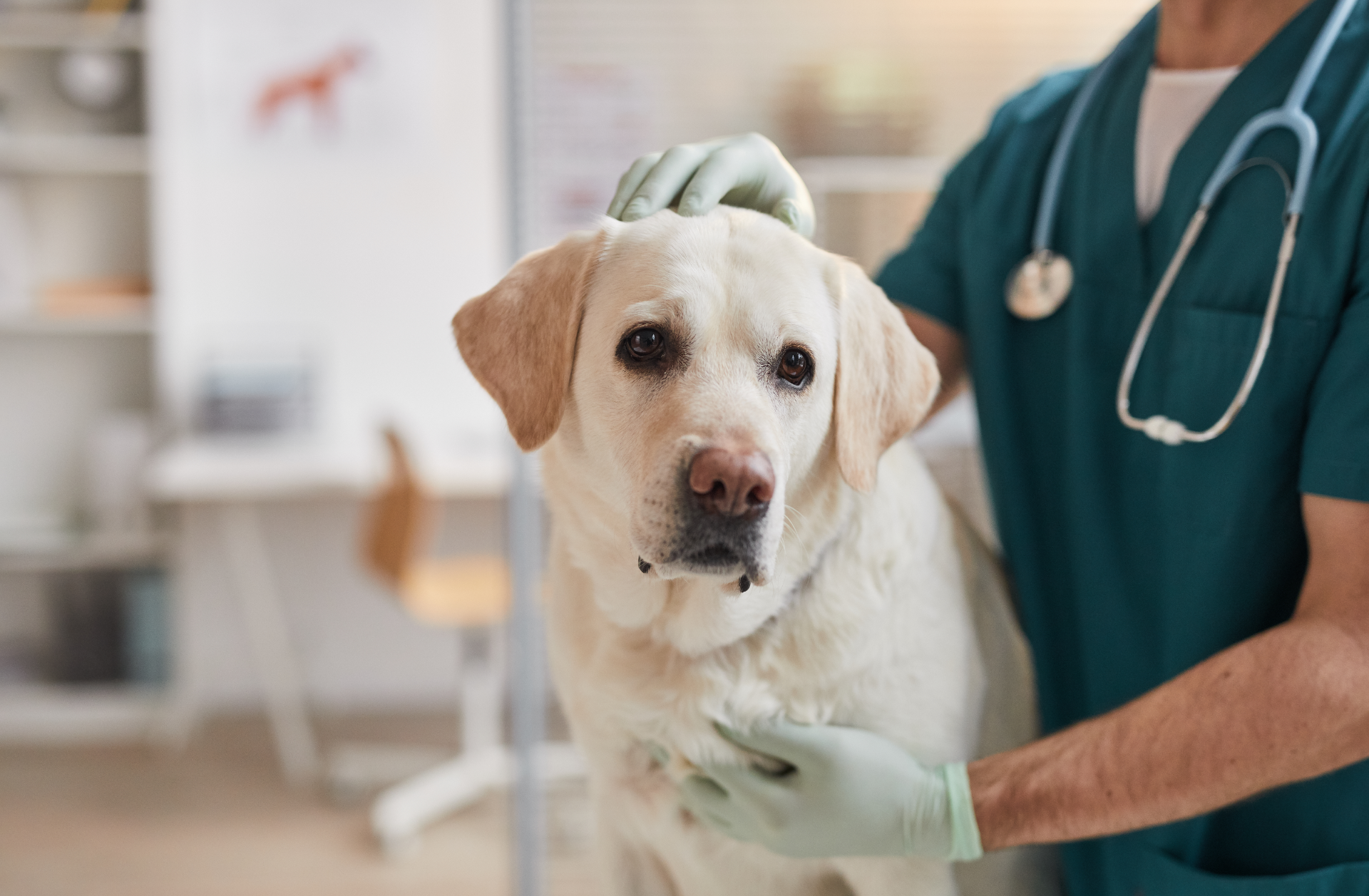 A dog receiving dog flea treatment at Eastcott Vets  