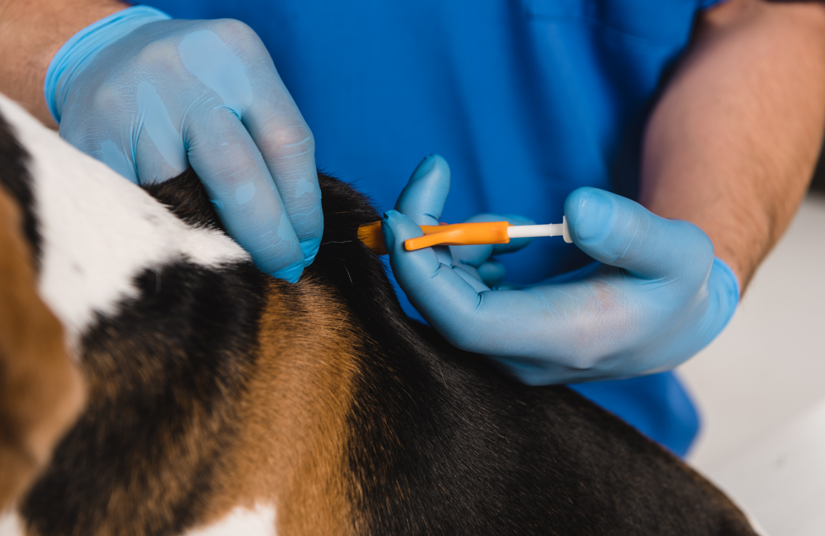 Microchipping for dogs and cats