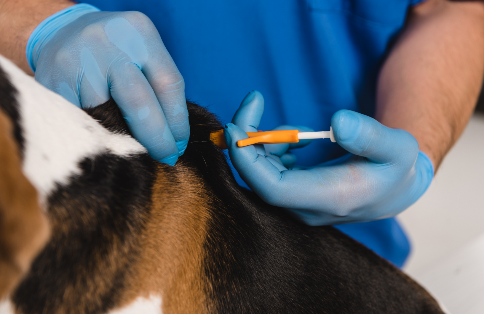 Dog getting microchip at Eastcott Vets