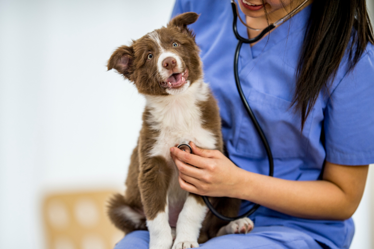 A dog that has joined the dog pet health for life plan at Eastcott Vets in Swindon