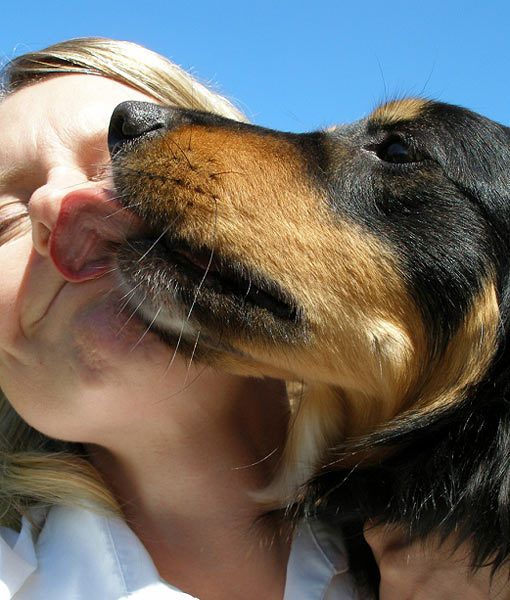Dog licking face