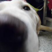 Edison Guide Dog puppy saying hello to camera