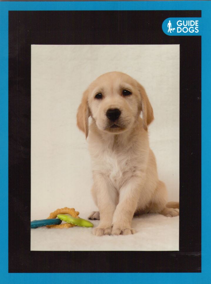 Edison the Guide Dog Puppy