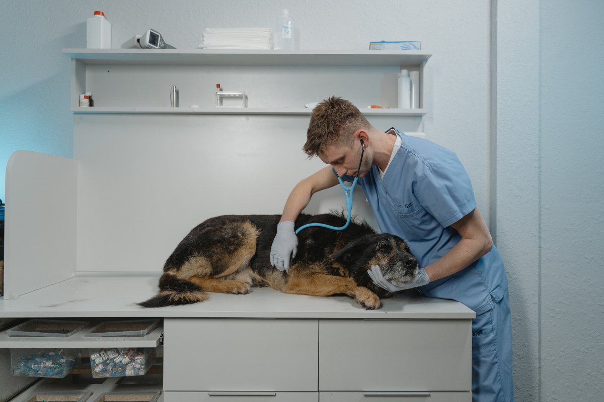 A vet delivering 24 hour emergency vets treatment at Eastcott Vets in Swindon