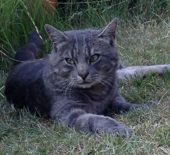 grey tabby cat