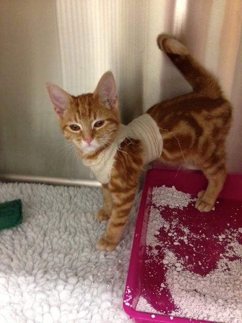 Harry sitting by litter tray