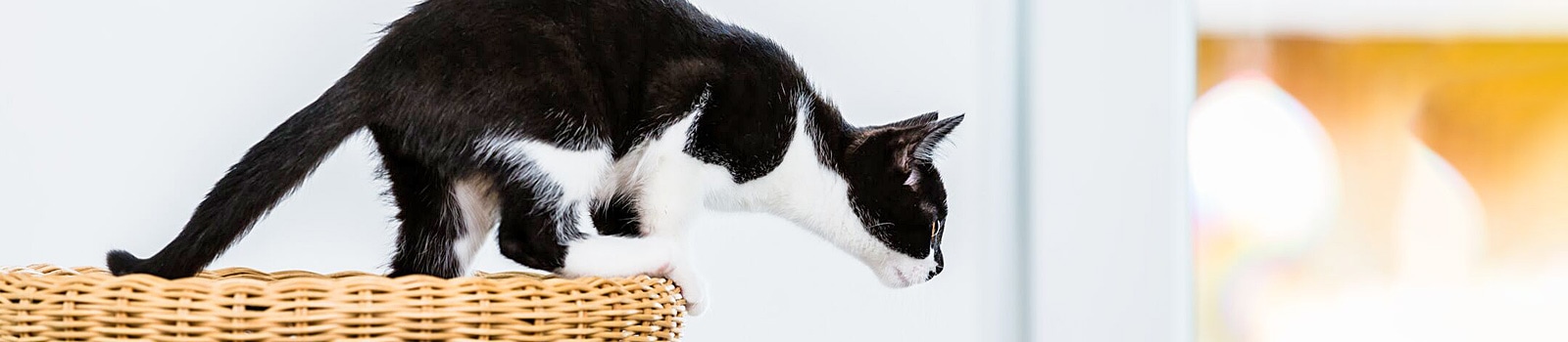 Eastcott vets | why do cats purr