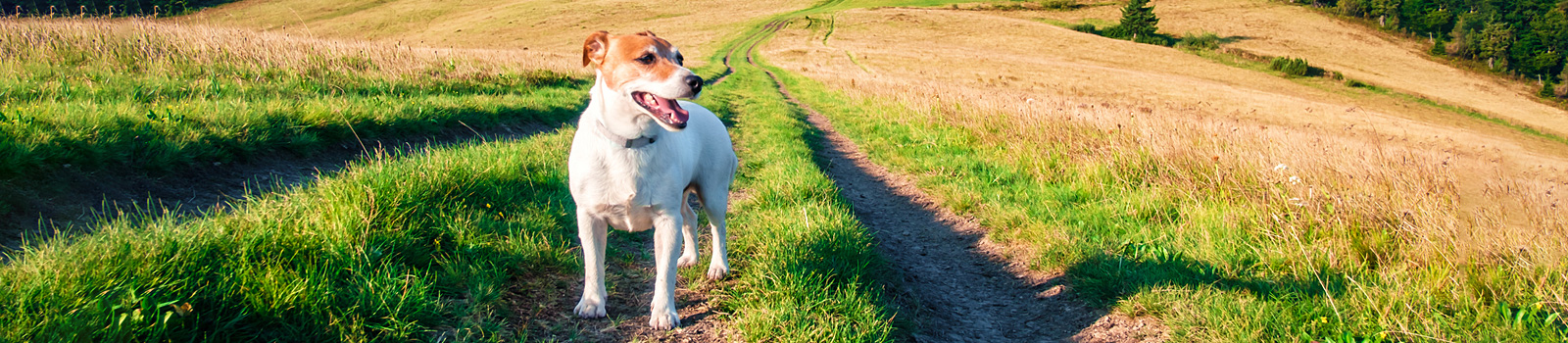 Exercising Your Dog | Active At Home | Eastcott Vets