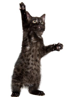 black kitten reaching up