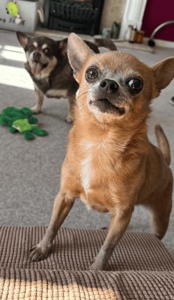 Lola the Chihuahua