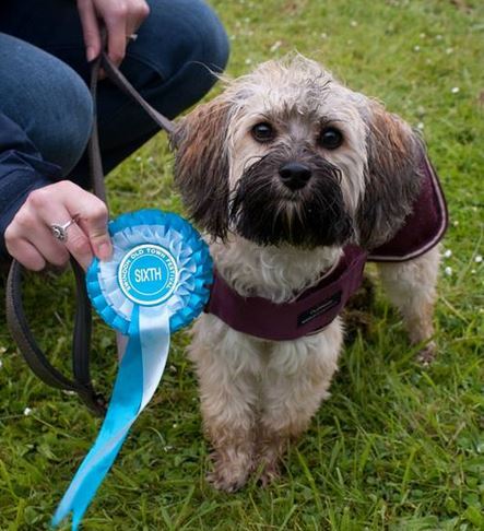 Dog with rosette
