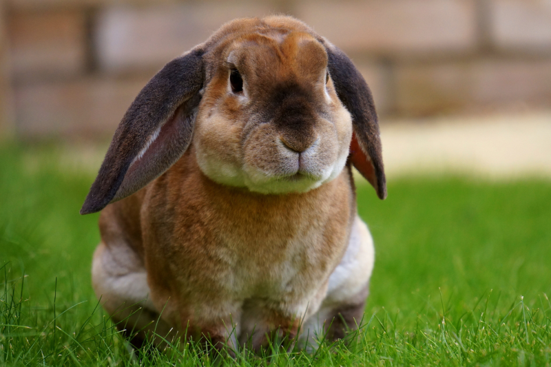A bunny after receiving rabbit microchipping in Swindon at Eastcott Vets